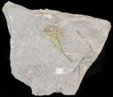 Fossil Eocrinoid (Ascocystites) - Cyber Monday Deal! #48345-1